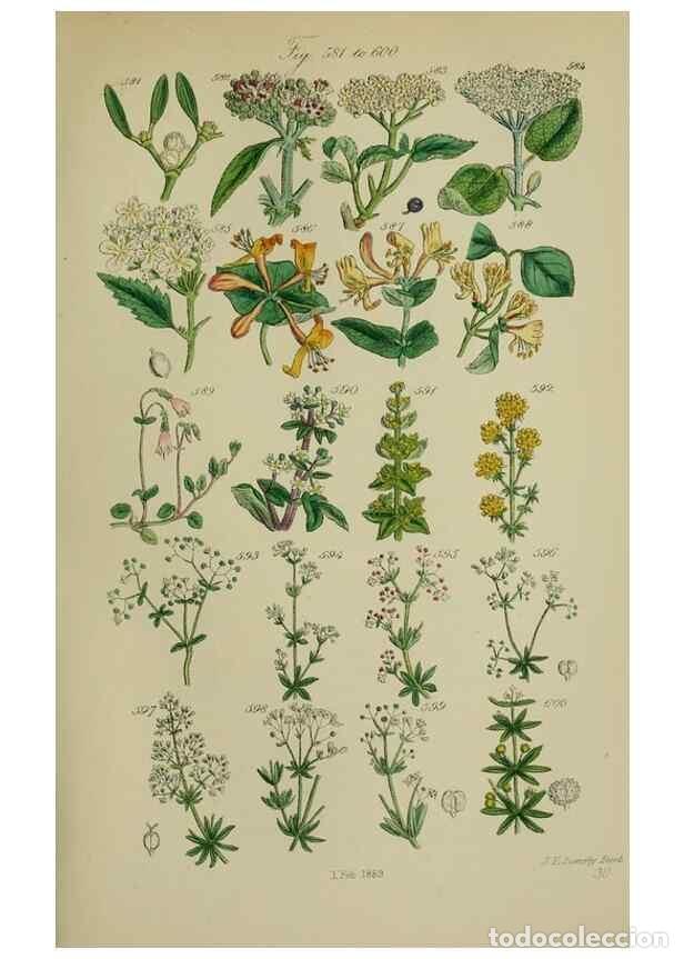 Sammeln von Zeitschriften und Zeitungen: Reproducci&oacute;n/Reproduction 7507494822: British wild flowers.. London,J. Van Voorst,1876. - Johnson, C