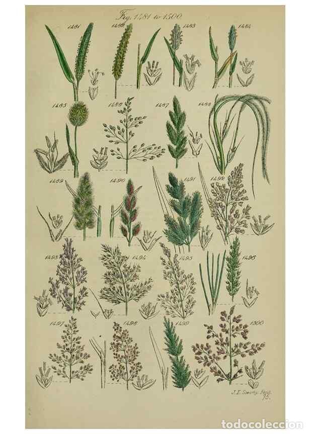 Colecionismo de Revistas e Jornais: Reproducci&oacute;n/Reproduction 7507560656: British wild flowers.. London,J. Van Voorst,1876. - Johnson, C