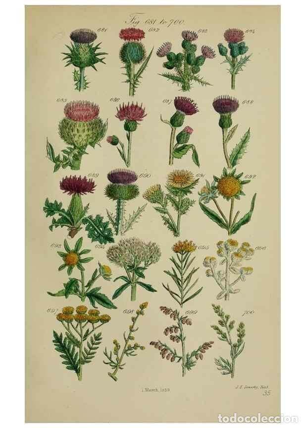 Sammeln von Zeitschriften und Zeitungen: Reproducci&oacute;n/Reproduction 7507501456: British wild flowers.. London,J. Van Voorst,1876. - Johnson, C