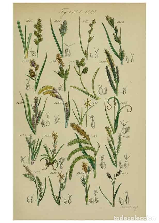 Collection Magazines and Newspapers: Reproducci&oacute;n/Reproduction 7507556790: British wild flowers.. London,J. Van Voorst,1876. - Johnson, C