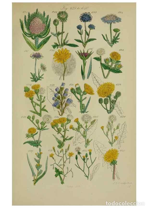 Sammeln von Zeitschriften und Zeitungen: Reproducci&oacute;n/Reproduction 7507497596: British wild flowers.. London,J. Van Voorst,1876. - Johnson, C