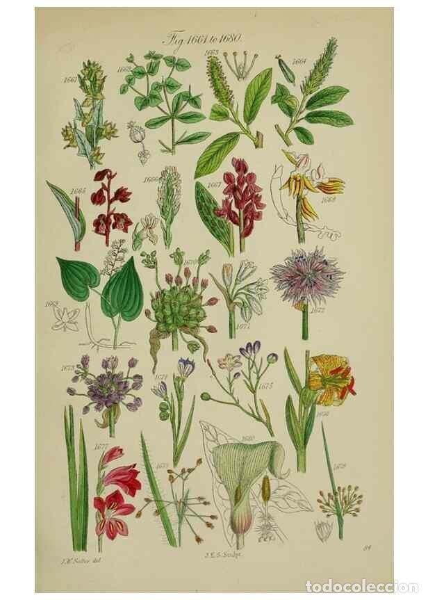 Colecionismo de Revistas e Jornais: Reproducci&oacute;n/Reproduction 7507574764: British wild flowers.. London,J. Van Voorst,1876. - Johnson, C