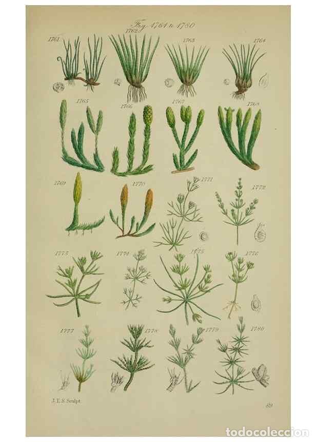 Sammeln von Zeitschriften und Zeitungen: Reproducci&oacute;n/Reproduction 7507582830: British wild flowers.. London,J. Van Voorst,1876. - Johnson, C