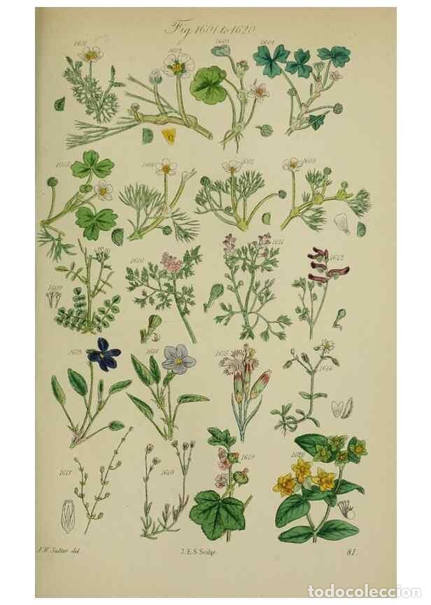Collection Magazines and Newspapers: Reproducci&oacute;n/Reproduction 7507570502: British wild flowers.. London,J. Van Voorst,1876. - Johnson, C