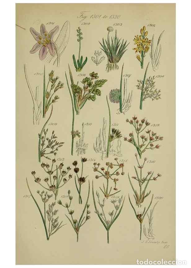 Sammeln von Zeitschriften und Zeitungen: Reproducci&oacute;n/Reproduction 7507548170: British wild flowers.. London,J. Van Voorst,1876. - Johnson, C