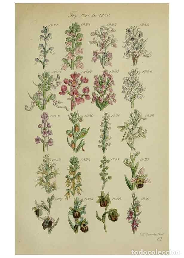 Colecionismo de Revistas e Jornais: Reproducci&oacute;n/Reproduction 7507541186: British wild flowers.. London,J. Van Voorst,1876. - Johnson, C