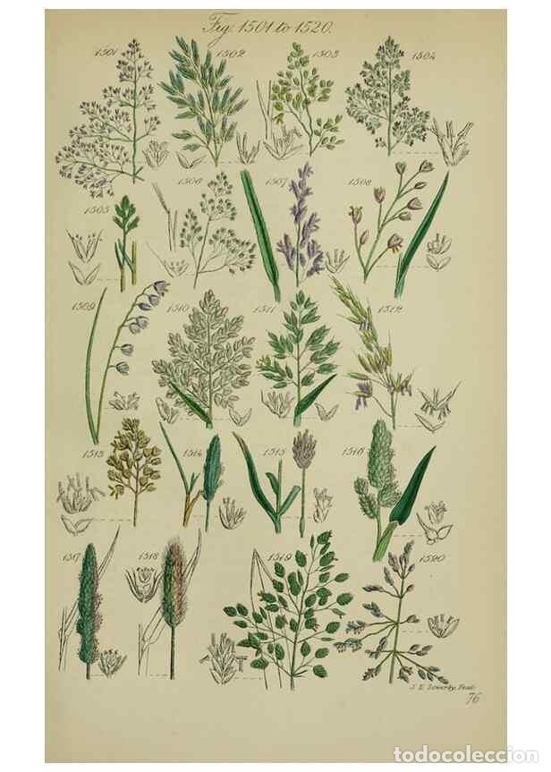 Collection Magazines and Newspapers: Reproducci&oacute;n/Reproduction 7507562288: British wild flowers.. London,J. Van Voorst,1876. - Johnson, C