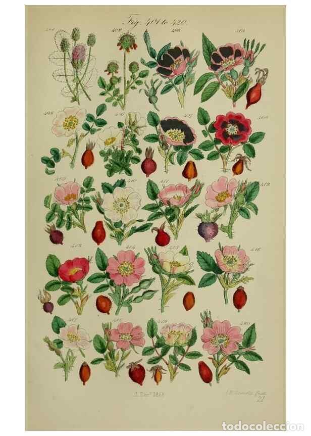 Colecionismo de Revistas e Jornais: Reproducci&oacute;n/Reproduction 7507482720: British wild flowers.. London,J. Van Voorst,1876. - Johnson, C