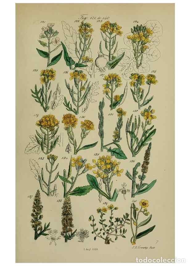 Colecionismo de Revistas e Jornais: Reproducci&oacute;n/Reproduction 7507462410: British wild flowers.. London,J. Van Voorst,1876. - Johnson, C
