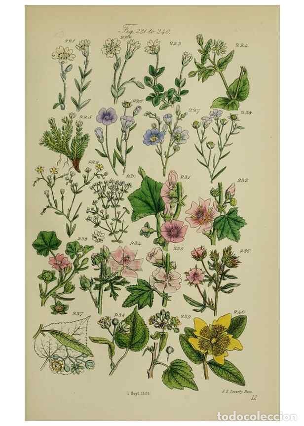 Colecionismo de Revistas e Jornais: Reproducci&oacute;n/Reproduction 7507469534: British wild flowers.. London,J. Van Voorst,1876. - Johnson, C