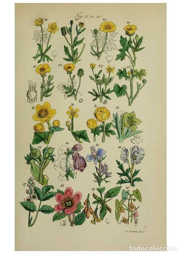 Colecionismo de Revistas e Jornais: Reproducci&oacute;n/Reproduction 7507455482: British wild flowers.. London,J. Van Voorst,1876. - Johnson, C