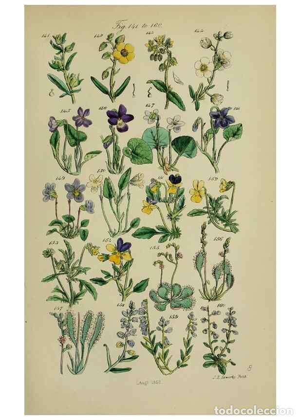 Colecionismo de Revistas e Jornais: Reproducci&oacute;n/Reproduction 7507463742: British wild flowers.. London,J. Van Voorst,1876. - Johnson, C