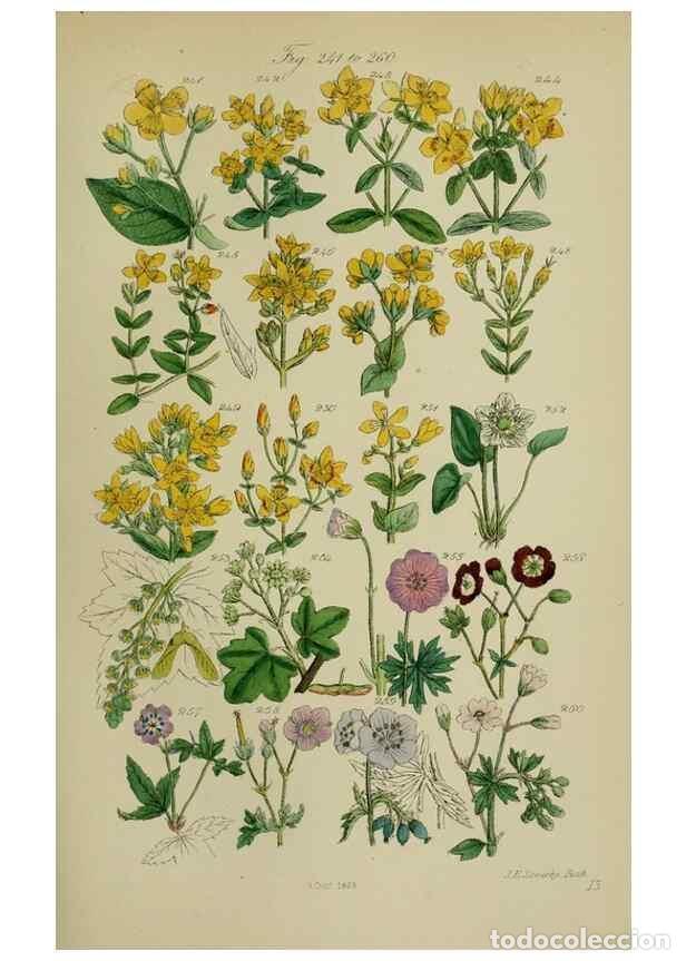 Coleccionismo de Revistas y Peri&oacute;dicos: Reproducci&oacute;n/Reproduction 7507470600: British wild flowers.. London,J. Van Voorst,1876. - Johnson, C