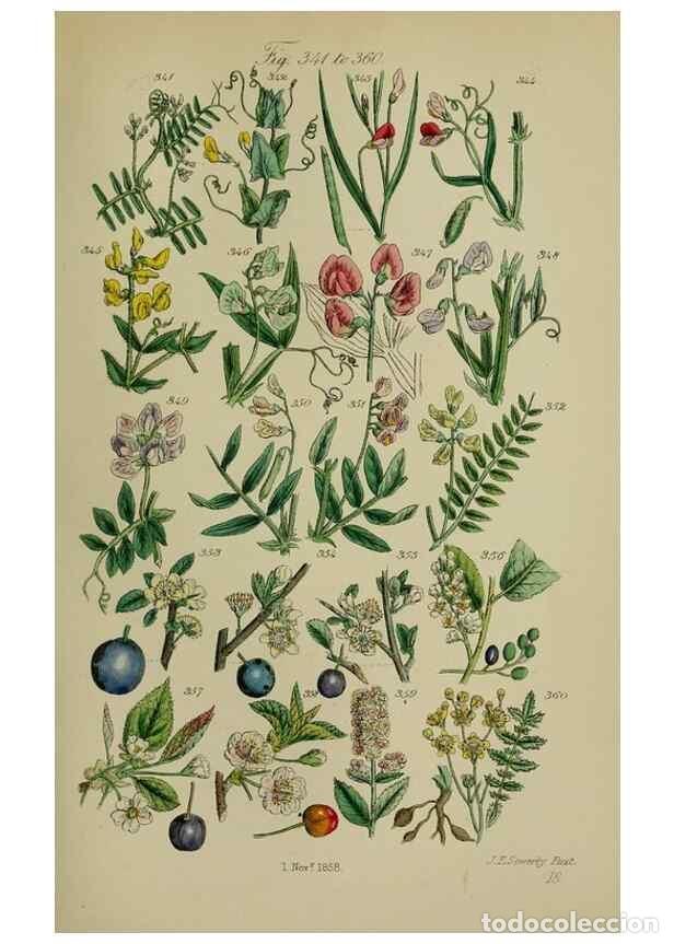 Sammeln von Zeitschriften und Zeitungen: Reproducci&oacute;n/Reproduction 7507478556: British wild flowers.. London,J. Van Voorst,1876. - Johnson, C