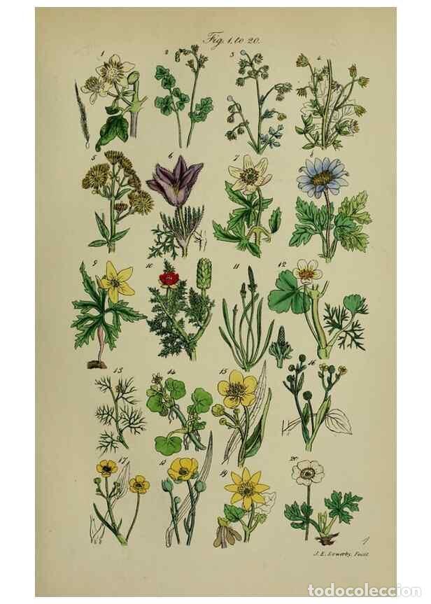 Colecionismo de Revistas e Jornais: Reproducci&oacute;n/Reproduction 7507454244: British wild flowers.. London,J. Van Voorst,1876. - Johnson, C