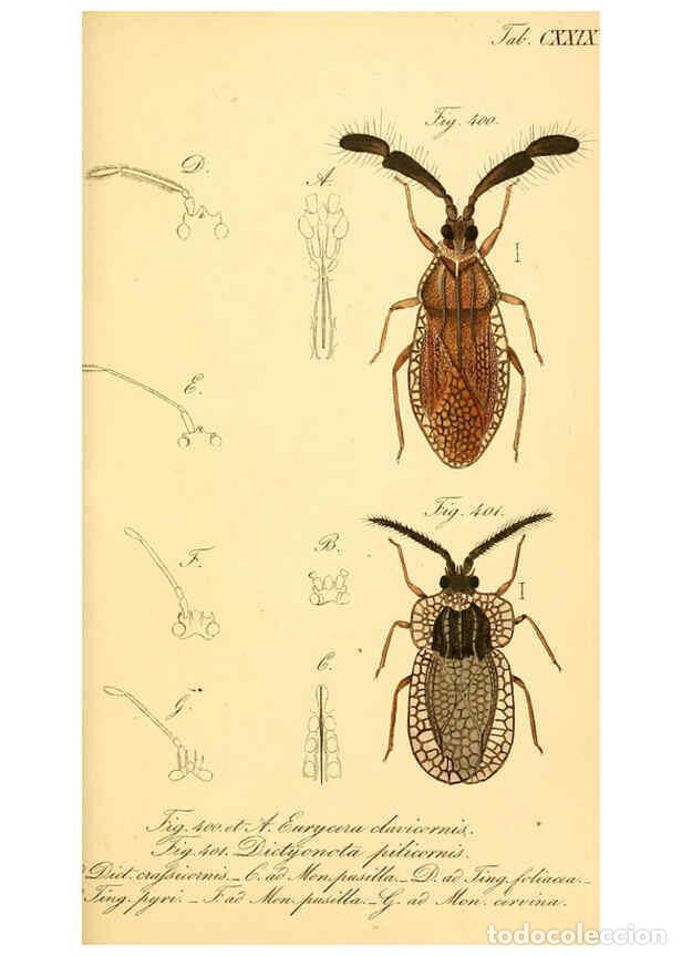 Coleccionismo de Revistas y Peri&oacute;dicos: Reproducci&oacute;n/Reproduction 6096027531: Die wanzenartigen Insecten. plates 1-4. N&uuml;rnberg :In der C.H.