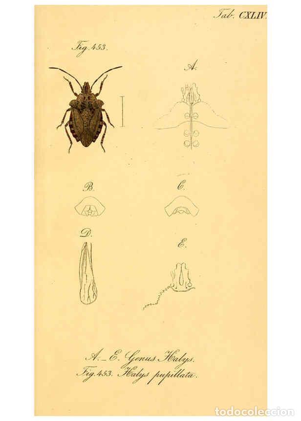 Coleccionismo de Revistas y Peri&oacute;dicos: Reproducci&oacute;n/Reproduction 6096575322: Die wanzenartigen Insecten. plates 1-4. N&uuml;rnberg :In der C.H.