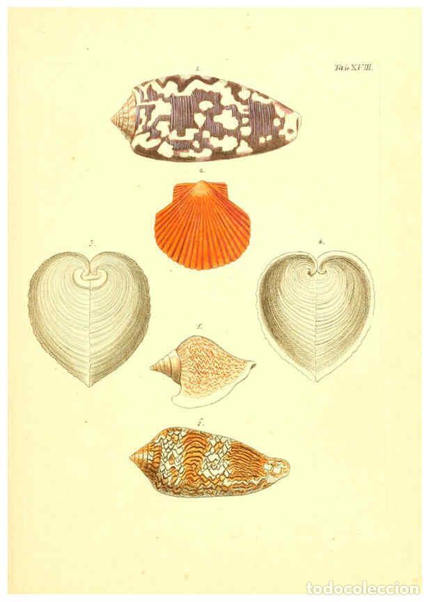 Coleccionismo de Revistas y Peri&oacute;dicos: Reproducci&oacute;n/Reproduction 6096079657: Vergn&uuml;gen der Augen und des Gem&uuml;ths. v.2 atlas. [Nuremberg :17