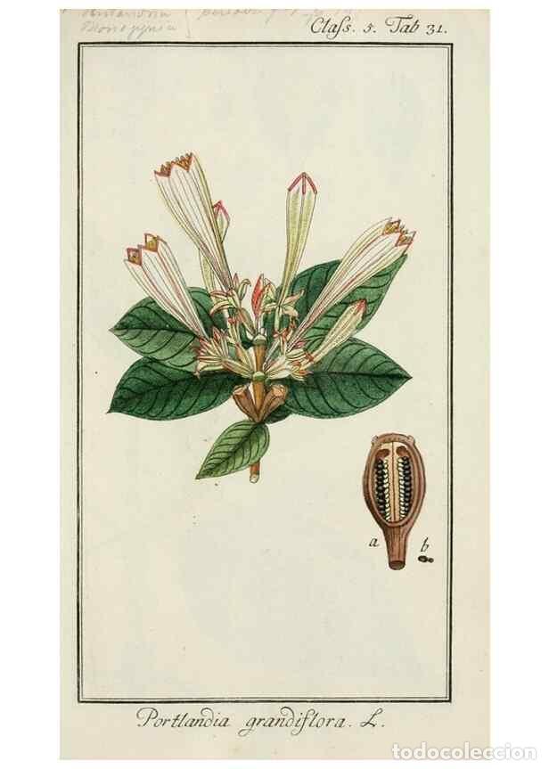 Coleccionismo de Revistas y Peri&oacute;dicos: Reproducci&oacute;n/Reproduction 7535044330: Dreyhundert auserlesene amerikanische Gew&auml;chse nach linneische