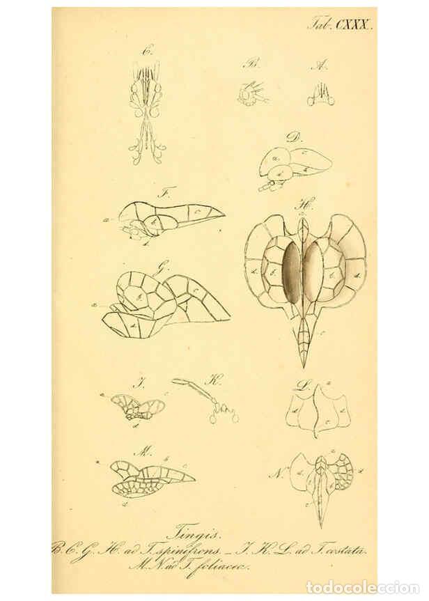 Coleccionismo de Revistas y Peri&oacute;dicos: Reproducci&oacute;n/Reproduction 6096572348: Die wanzenartigen Insecten. plates 1-4. N&uuml;rnberg :In der C.H.