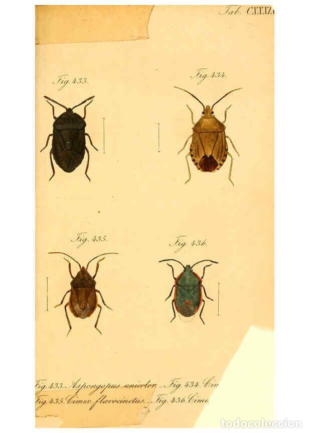 Coleccionismo de Revistas y Peri&oacute;dicos: Reproducci&oacute;n/Reproduction 6096574258: Die wanzenartigen Insecten. plates 1-4. N&uuml;rnberg :In der C.H.
