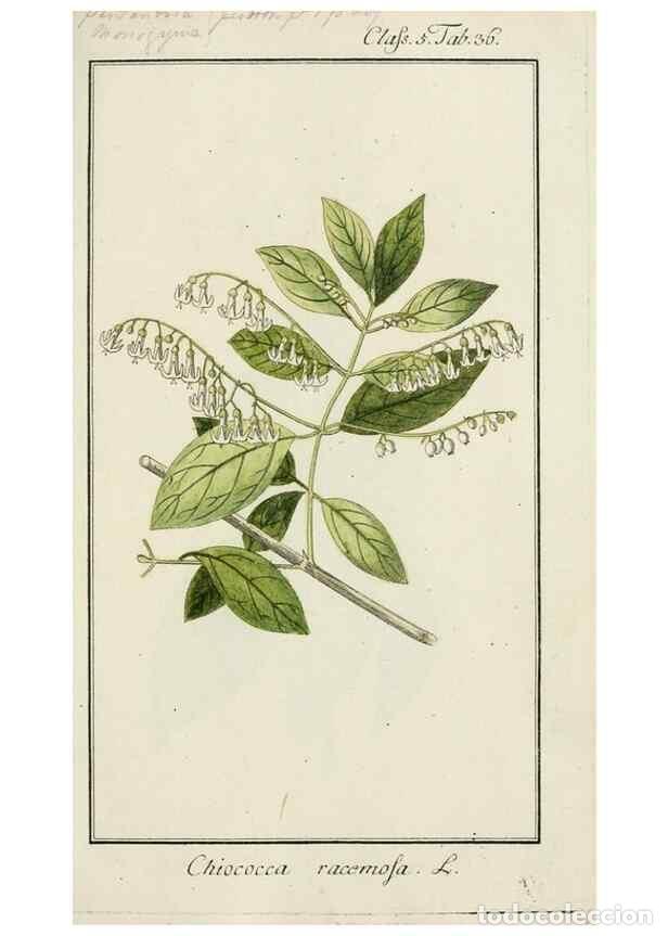 Coleccionismo de Revistas y Peri&oacute;dicos: Reproducci&oacute;n/Reproduction 7535051152: Dreyhundert auserlesene amerikanische Gew&auml;chse nach linneische