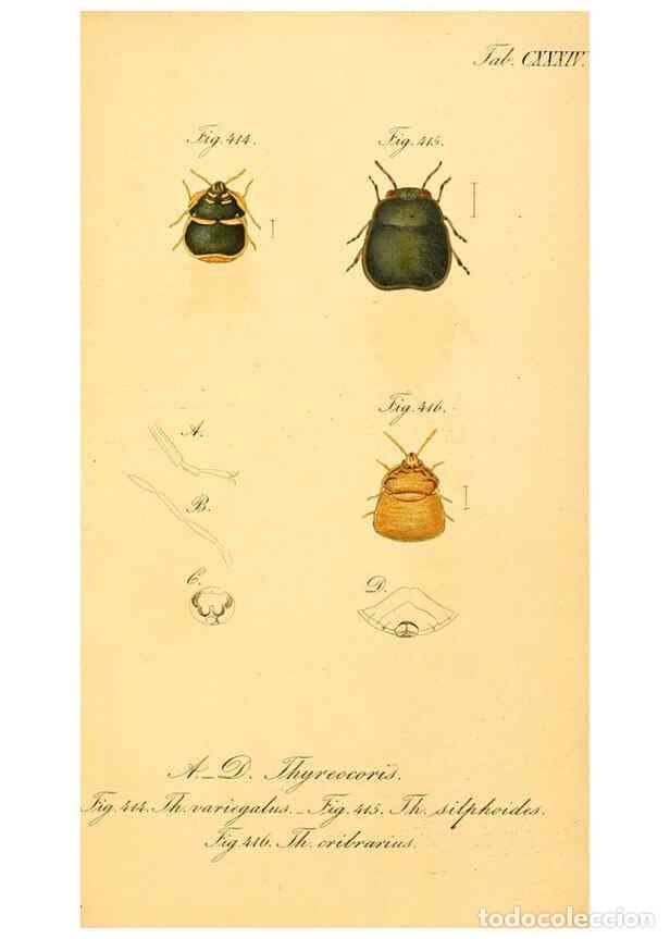 Coleccionismo de Revistas y Peri&oacute;dicos: Reproducci&oacute;n/Reproduction 6096028637: Die wanzenartigen Insecten. plates 1-4. N&uuml;rnberg :In der C.H.