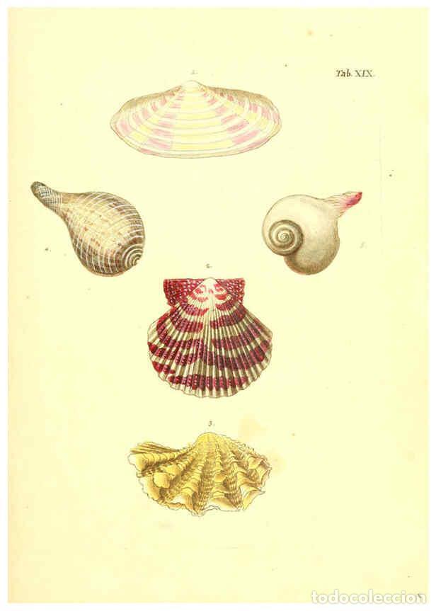 Coleccionismo de Revistas y Peri&oacute;dicos: Reproducci&oacute;n/Reproduction 6096079889: Vergn&uuml;gen der Augen und des Gem&uuml;ths. v.2 atlas. [Nuremberg :17