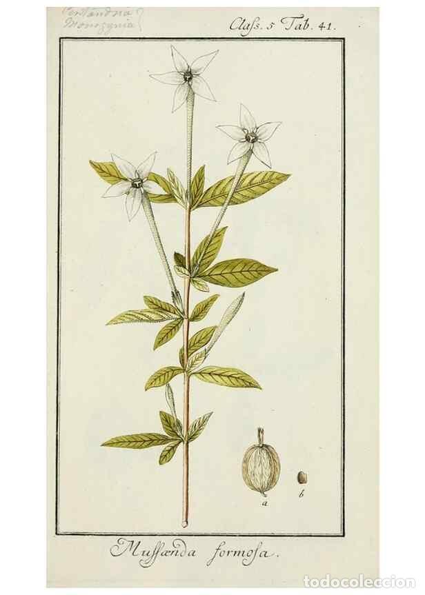 Coleccionismo de Revistas y Peri&oacute;dicos: Reproducci&oacute;n/Reproduction 7535057284: Dreyhundert auserlesene amerikanische Gew&auml;chse nach linneische