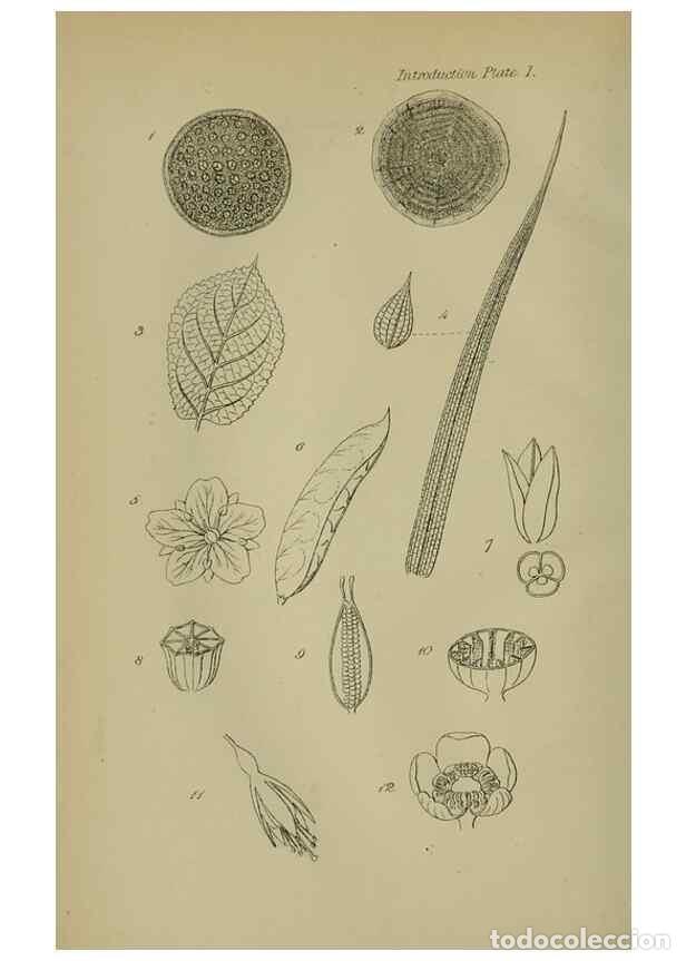 Coleccionismo de Revistas y Peri&oacute;dicos: Reproducci&oacute;n/Reproduction 7507451628: British wild flowers.. London,J. Van Voorst,1876. - Johnson, C