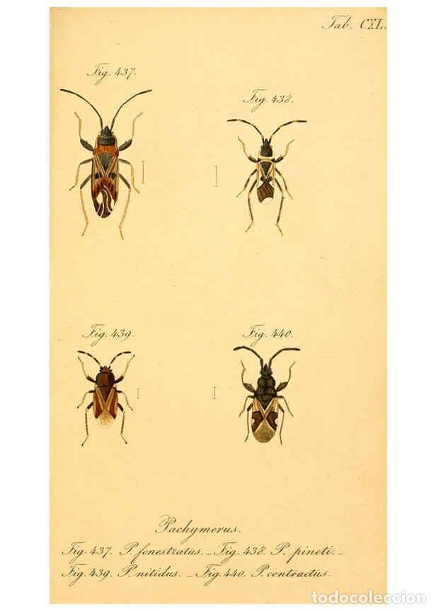 Coleccionismo de Revistas y Peri&oacute;dicos: Reproducci&oacute;n/Reproduction 6096029853: Die wanzenartigen Insecten. plates 1-4. N&uuml;rnberg :In der C.H.