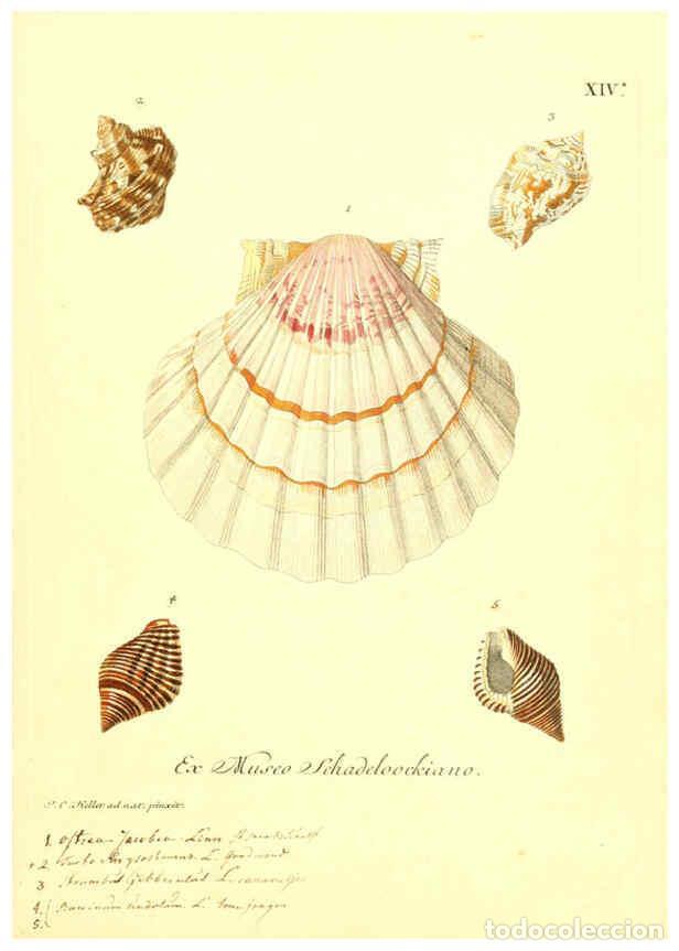 Coleccionismo de Revistas y Peri&oacute;dicos: Reproducci&oacute;n/Reproduction 6096086471: Vergn&uuml;gen der Augen und des Gem&uuml;ths. v.2 atlas. [Nuremberg :17