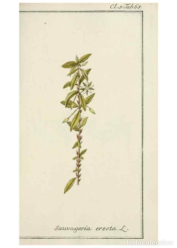 Coleccionismo de Revistas y Peri&oacute;dicos: Reproducci&oacute;n/Reproduction 7535090022: Dreyhundert auserlesene amerikanische Gew&auml;chse nach linneische