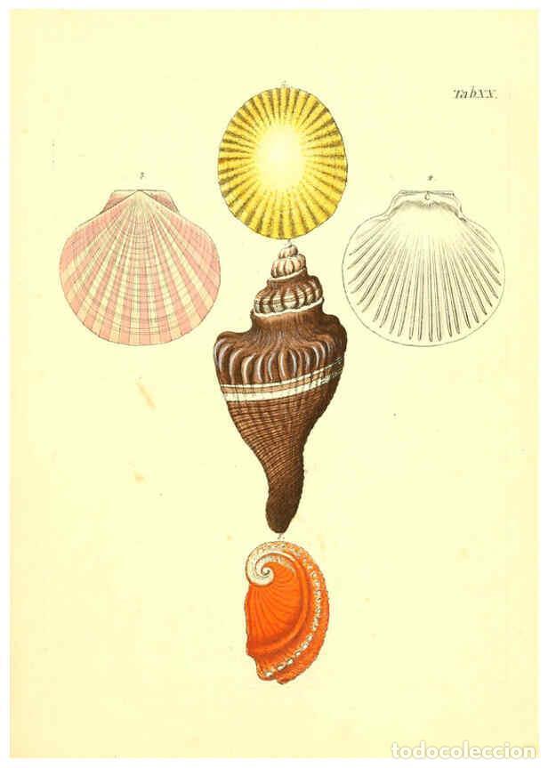 Coleccionismo de Revistas y Peri&oacute;dicos: Reproducci&oacute;n/Reproduction 6096624672: Vergn&uuml;gen der Augen und des Gem&uuml;ths. v.2 atlas. [Nuremberg :17