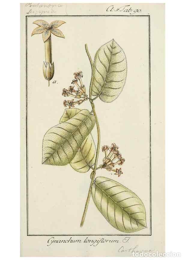 Coleccionismo de Revistas y Peri&oacute;dicos: Reproducci&oacute;n/Reproduction 7535125694: Dreyhundert auserlesene amerikanische Gew&auml;chse nach linneische