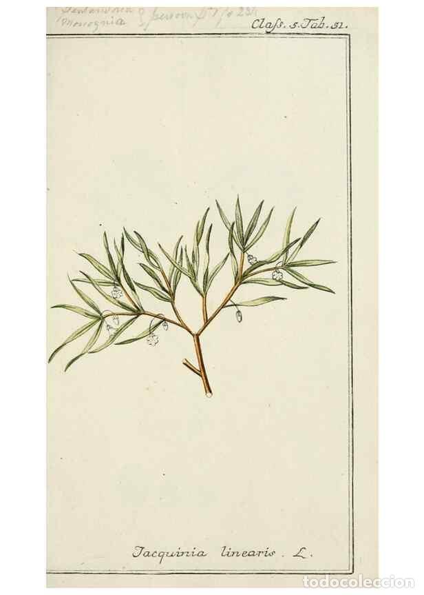 Coleccionismo de Revistas y Peri&oacute;dicos: Reproducci&oacute;n/Reproduction 7535070652: Dreyhundert auserlesene amerikanische Gew&auml;chse nach linneische