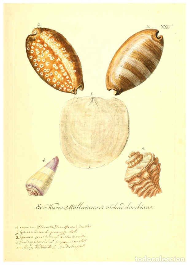 Coleccionismo de Revistas y Peri&oacute;dicos: Reproducci&oacute;n/Reproduction 6096089057: Vergn&uuml;gen der Augen und des Gem&uuml;ths. v.2 atlas. [Nuremberg :17