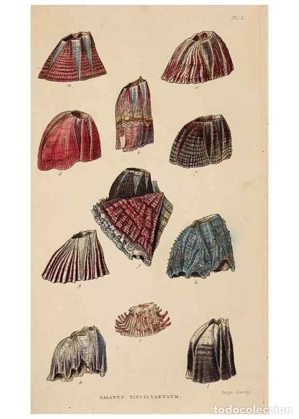 Coleccionismo de Revistas y Peri&oacute;dicos: Reproducci&oacute;n/Reproduction 7509337654: A monograph on the sub-class Cirripedia,. London,Ray society,1