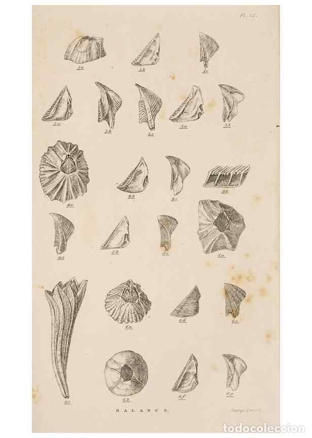 Sammeln von Zeitschriften und Zeitungen: Reproducci&oacute;n/Reproduction 7509347946: A monograph on the sub-class Cirripedia,. London,Ray society,1