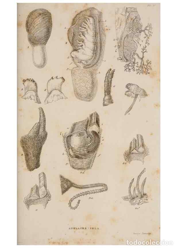 Collezionismo di Riviste e Giornali: Reproducci&oacute;n/Reproduction 7509046142: A monograph on the sub-class Cirripedia,. London,Ray society,1