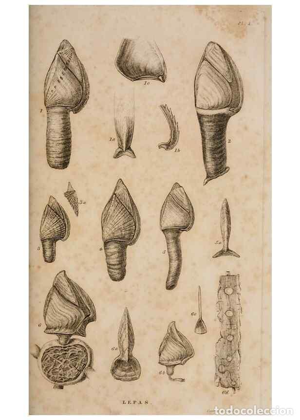 Collezionismo di Riviste e Giornali: Reproducci&oacute;n/Reproduction 7509042846: A monograph on the sub-class Cirripedia,. London,Ray society,1