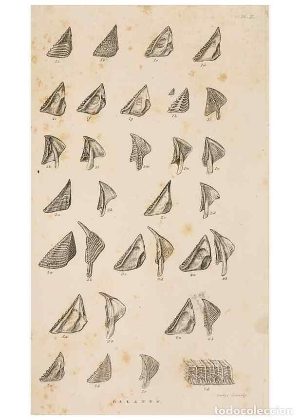 Collezionismo di Riviste e Giornali: Reproducci&oacute;n/Reproduction 7509339390: A monograph on the sub-class Cirripedia,. London,Ray society,1