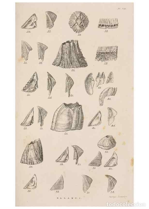 Colecionismo de Revistas e Jornais: Reproducci&oacute;n/Reproduction 7509350072: A monograph on the sub-class Cirripedia,. London,Ray society,1