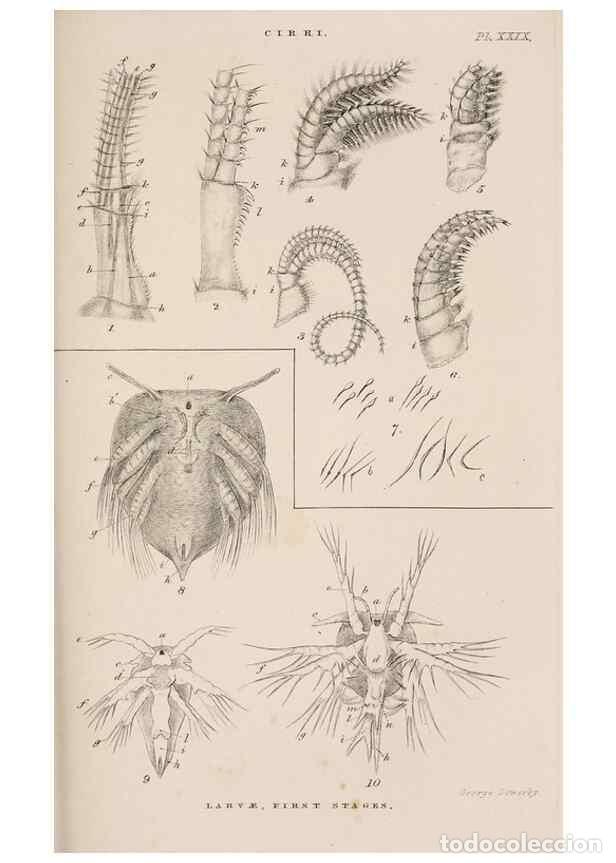 Collectionnisme de Revues et Journaux: Reproducci&oacute;n/Reproduction 7509357964: A monograph on the sub-class Cirripedia,. London,Ray society,1