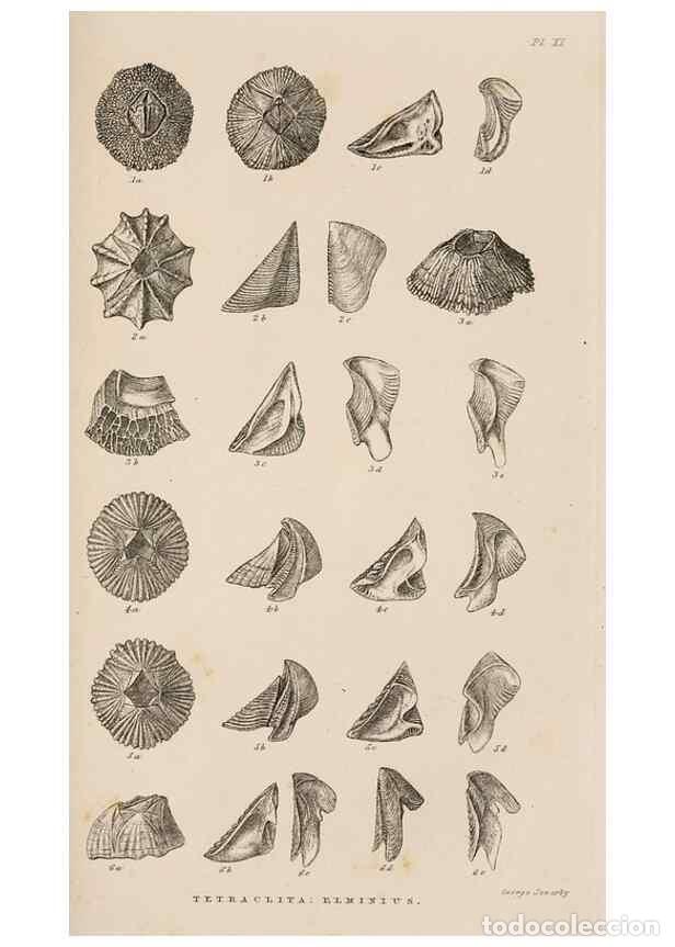 Sammeln von Zeitschriften und Zeitungen: Reproducci&oacute;n/Reproduction 7509365022: A monograph on the sub-class Cirripedia,. London,Ray society,1