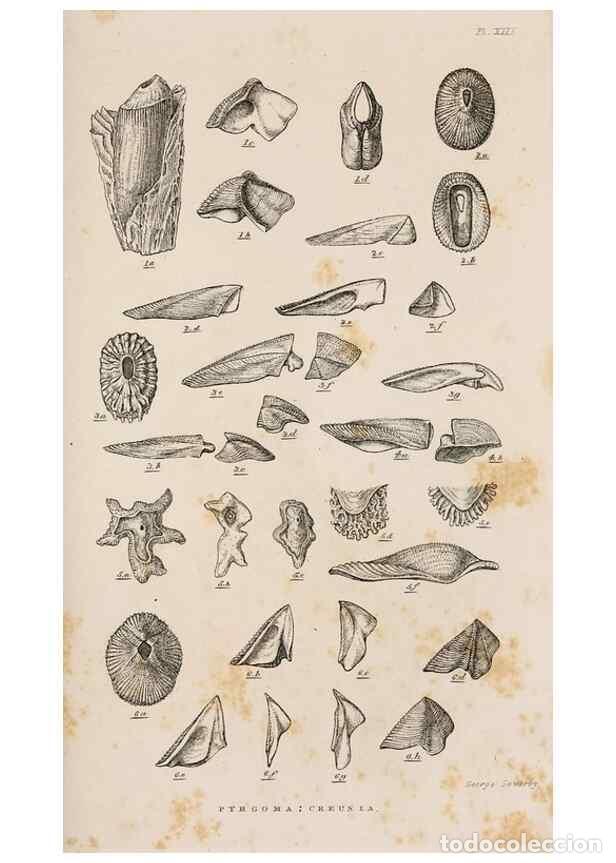 Colecionismo de Revistas e Jornais: Reproducci&oacute;n/Reproduction 7509368752: A monograph on the sub-class Cirripedia,. London,Ray society,1