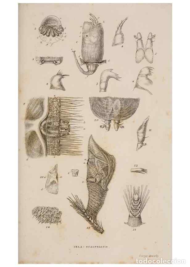 Sammeln von Zeitschriften und Zeitungen: Reproducci&oacute;n/Reproduction 7509047180: A monograph on the sub-class Cirripedia,. London,Ray society,1