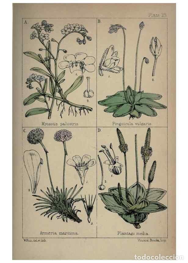Collectionnisme de Revues et Journaux: Reproducci&oacute;n/Reproduction 7454764962: British wild flowers :. London,Reeve,1867. - Moore, Thomas,