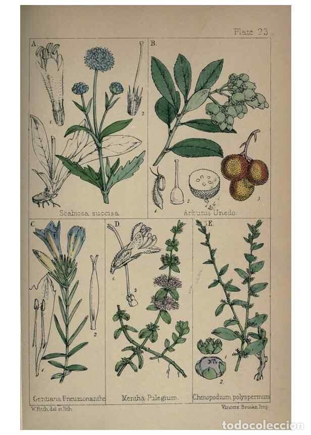Colecionismo de Revistas e Jornais: Reproducci&oacute;n/Reproduction 7454770930: British wild flowers :. London,Reeve,1867. - Moore, Thomas,