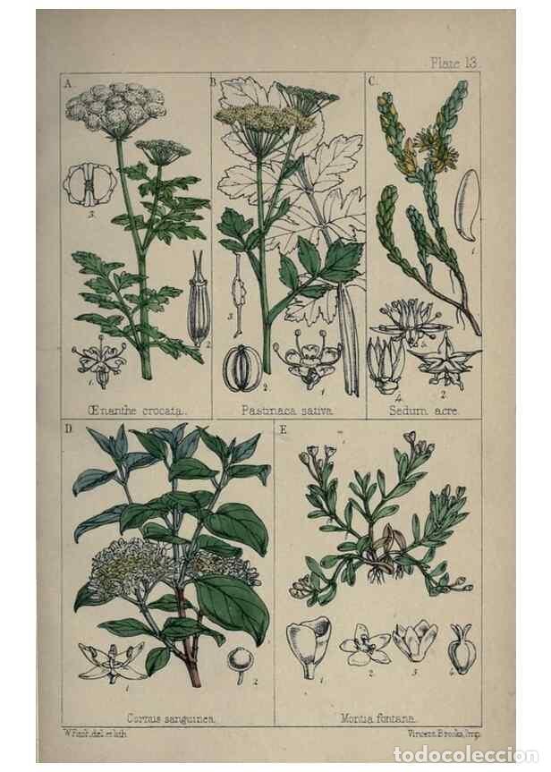 Colecionismo de Revistas e Jornais: Reproducci&oacute;n/Reproduction 7454758786: British wild flowers :. London,Reeve,1867. - Moore, Thomas,